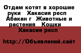 Отдам котят в хорошие руки - Хакасия респ., Абакан г. Животные и растения » Кошки   . Хакасия респ.